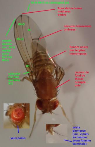 Drosophila immigrans